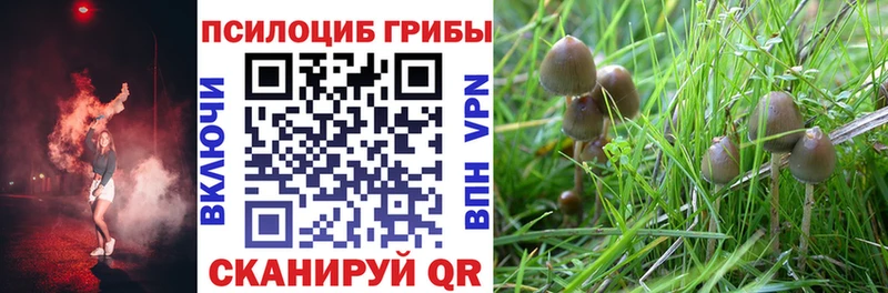 Купить где  Богородск  Псилоцибиновые грибы MAGIC MUSHROOMS 